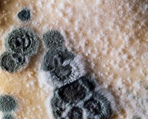 Mold Testing