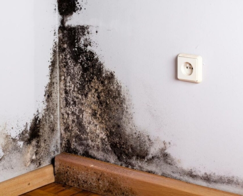 Mold Testing