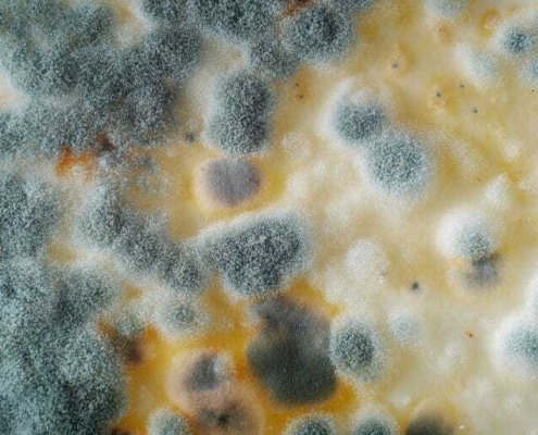 Residential & Commercial Mold Testing